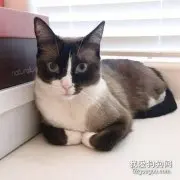 雪鞋猫毛发如何护理 雪鞋猫毛发护理方法