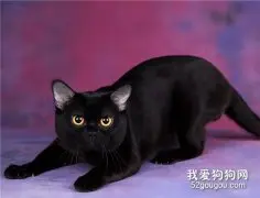 孟买猫应该怎么养 孟买猫喂养指南