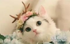 布偶猫为什么要绝育?