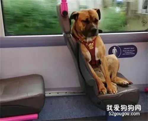 狗狗坐车到终点，才发现自己被抛弃了，但它的苦瓜脸却换来了奇迹！