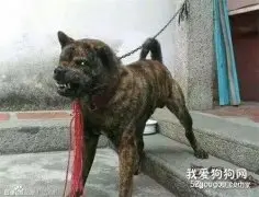 勇猛似虎的纯正中华犬，你见过没？