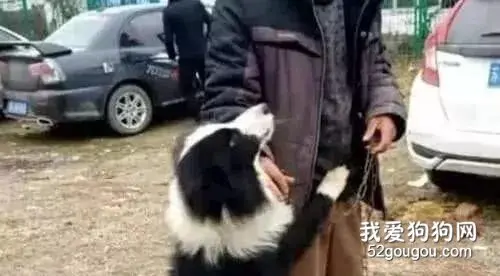 男子把养了5年的边牧卖掉，交钱时，边牧紧紧抱住主人求饶