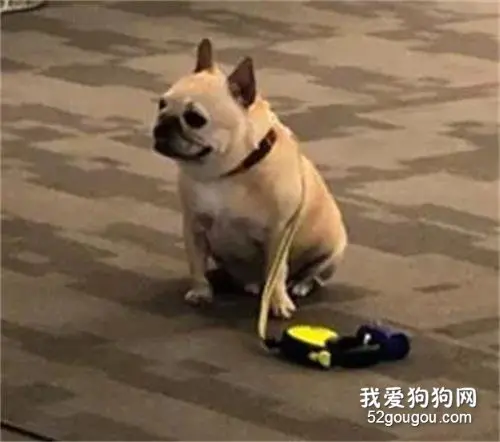 餐厅不让带狗进去，它乖巧地在外面等主人，好端庄.....