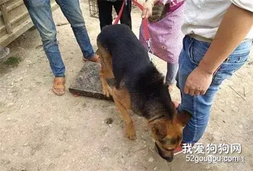 50多斤德牧当肉狗出售，卖出超低价，卖狗男子：养了白养还贴钱！