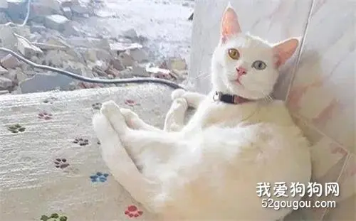 水泥未干，就被猫踩得到处都是脚印，于是想了这么个办法