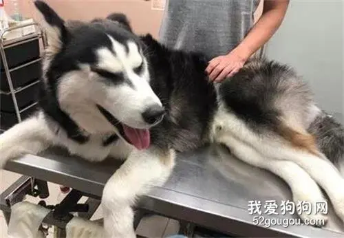 主人带二哈去绝育，结果看到医生后，它的表现让人笑喷了！