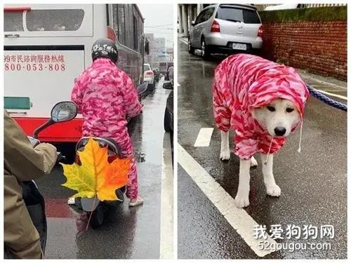 偶遇路人竟然和爱犬穿情侣装，这是地下恋情曝光了？