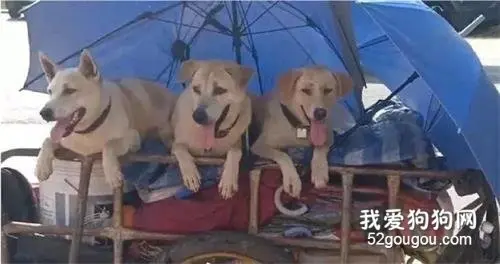 深情男子带着妻子骨灰，与三只狗一起为爱走天涯