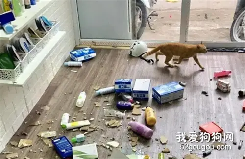 猫听到天花板有老鼠在上面跑，于是就想过去抓，结果就成这样了！