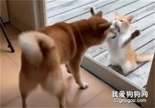 柴犬和橘猫隔着玻璃决斗，一猫一狗虚张声势的样子也太好笑了