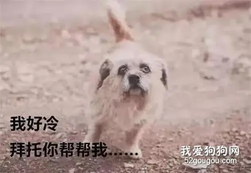 天渐渐寒冷了，请不要驱赶它们