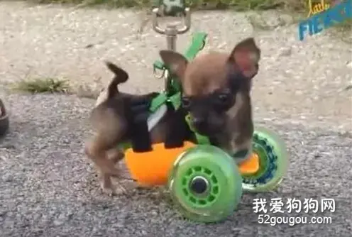 狗狗天生残疾一直被同类欺负，这天它终于奔跑了起来