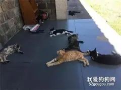 网友喂了一只流浪猫，第二天门口就看到这一幕，让她好怕怕！