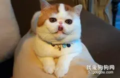 怎么预防和治疗猫咪的耳螨?