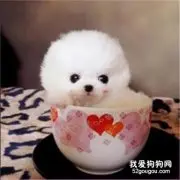 博美茶杯犬好养吗 应注意什么?