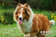 怎么训练苏格兰牧羊犬？