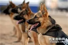 怎么领养淘汰的小警犬 你的条件符合吗？