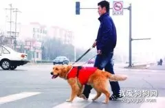 导盲犬可以帮助盲人干什么？