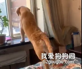 Hello有人吗？一起看看傻狗？