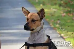 “胖头”德牧被绑在树上，走近一看，竟是被主人电线勒脖……