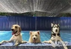 带三只汪去游泳，大家都很优雅，唯独二哈...一言难尽！