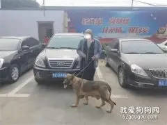 路上偶遇自家“丢失”爱犬！原来是被妻子偷偷的卖掉了…