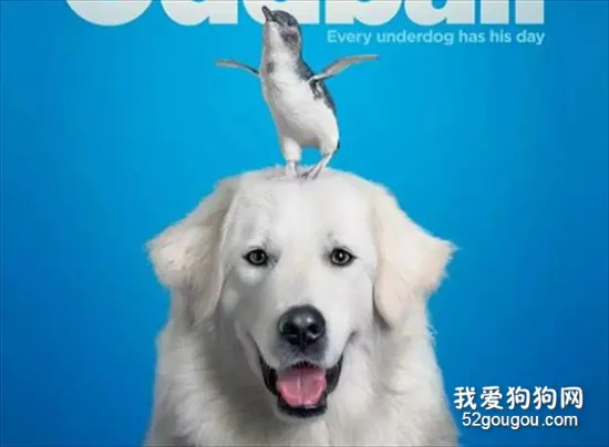 小企鹅被吃到快灭绝时，一只大暖汪出现了...
