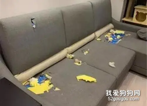 想买张耐咬的沙发，可老板问清品种后：不存在的！