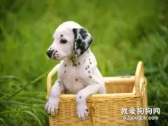 斑点狗幼犬怎么养 大麦町犬幼犬照顾心得