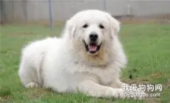 大白熊犬怎么洗澡 大白熊犬洗澡方法