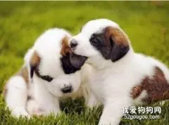 圣伯纳犬怎么驱虫 圣伯纳犬驱虫方法