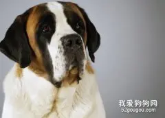 圣伯纳犬感冒怎么办 圣伯纳犬感冒治疗方法