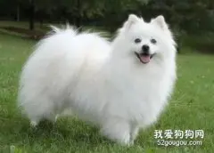 爱斯基摩犬怎么训练握手 爱斯基摩犬握手训练教程