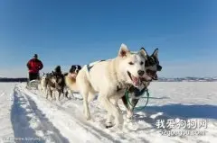 怎么训练爱斯基摩犬出门跟随 爱斯基摩犬出门跟随训练心得