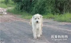 4年后，他们终于团聚，而狗狗却选择离开…