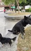 黑狗每天护送女孩上下课，原因竟是为了讨好丈母娘，这套路比人还精！