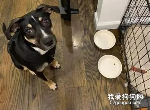 狗子很怕吃药，于是主人想了这个办法，结果有点哭笑不得！