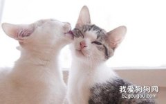 猫咪为什么喜欢互相舔毛？