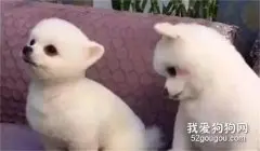 狗狗身上有跳蚤的症状、治疗与预防措施