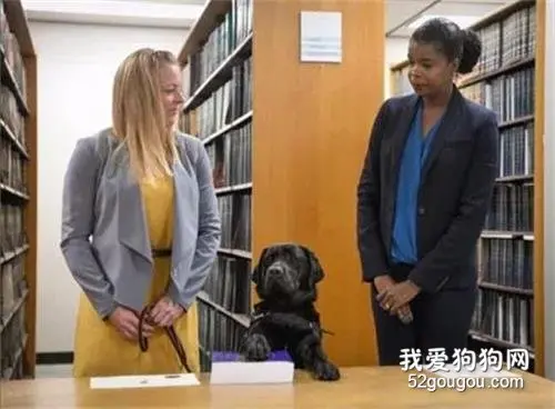 为了拯救被伤害的女孩子，检察院聘请拉布拉多来上班，效果出奇的好！