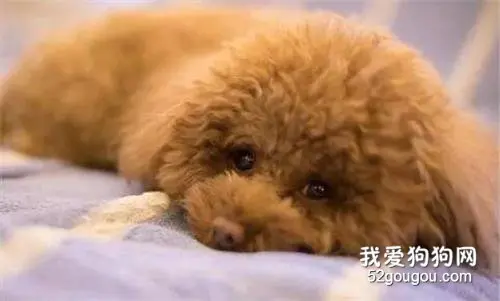 乖巧泰迪，主人嫌它太吵全天锁在阳台，最终....