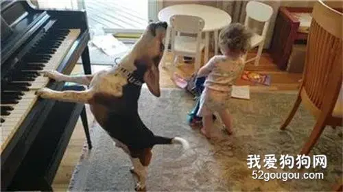 一只拥有音乐天赋的狗狗，正忘我的自弹自唱…