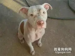 ​狗狗被当成生育工具后逃跑，独自生产时狗宝宝多数夭折