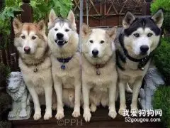 因为这只抢镜的心机二哈，它们的合影永远无法整整齐齐！