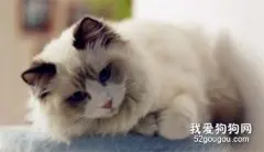 如何选购纯种猫咪 知道怎么辨别了吗？