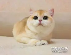 金渐层贵还是银渐层贵？