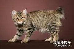 美国短尾猫睡觉抽搐原因