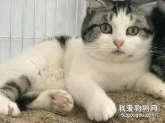 美国短毛猫口水多怎么办 美国短毛猫口水多治疗方法