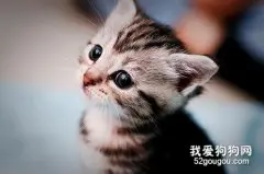 猫咪拉稀吃什么？猫拉稀原因有哪些？