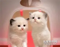 猫瘟怎么治疗 猫瘟隔离治疗方法